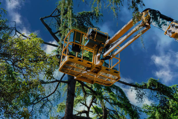 How Our Tree Care Process Works  in  Del Mar, CA